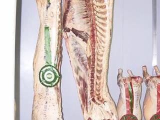A lesson in breeding a winning beef carcass A lesson in breeding a winning beef carcass