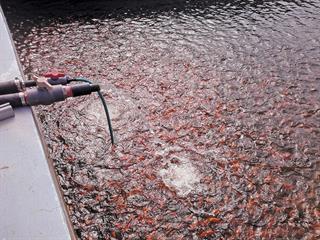 Aquaculture investors: fish out of water Aquaculture investors: fish out of water