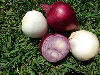 Learning about onion production