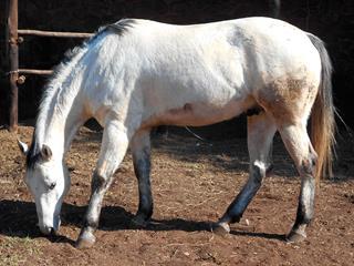 How to keep a pale horse clean How to keep a pale horse clean