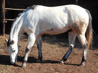 How to keep a pale horse clean