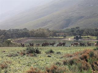 Unlocking the Western Cape’s game farming potential