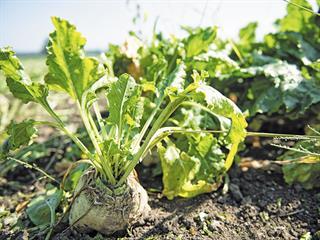 Investigating the water-use characteristics of biofuel crops Investigating the water-use characteristics of biofuel crops