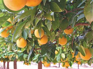 Variety keeps citrus industry competitive