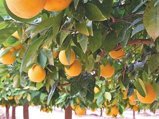 Variety keeps citrus industry competitive Variety keeps citrus industry competitive