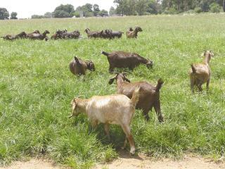 Effective management key to parasite control Effective management key to parasite control