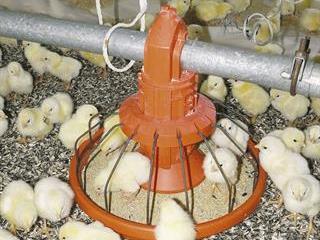 Improvement in broilers