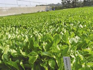 Selling seedlings to communal markets