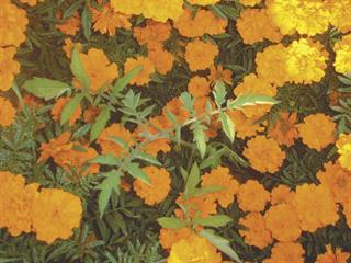 Marigolds don’t control eelworm Marigolds don’t control eelworm