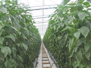 Diversified farming, booming business Diversified farming, booming business