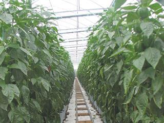 Diversified farming, booming business