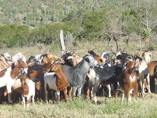 Indigenous Mbuzis: veld-efficient survivors