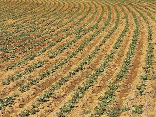 Ethanol-from-sugar-beet project in the great Fish River