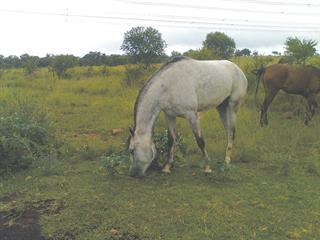 All that is green may not be healthy grazing