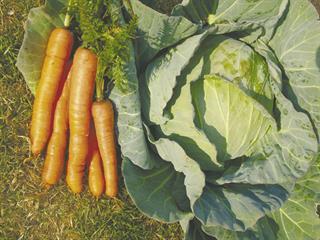 Organically grown vegetables VS conventionally grown vegetables
