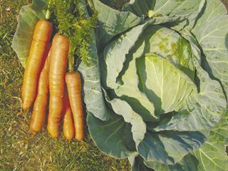 Organically grown vegetables VS conventionally grown vegetables Organically grown vegetables VS conventionally grown vegetables