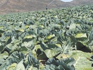 Vegetable production in Queenstown