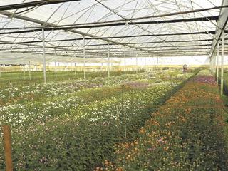 Power hikes deadhead flower farmer