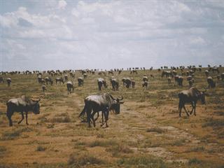 Decline in parks’ large mammal numbers Decline in parks’ large mammal numbers