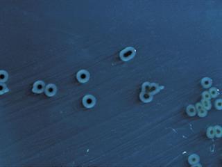 Treatment and control of salmonella Treatment and control of salmonella