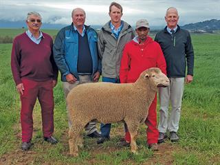 39th Offical SA Mutton Merino Society Ram Sale