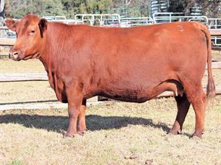 Annual Mequatling Angus Sale