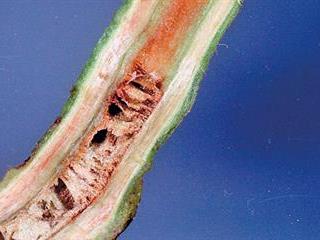 Dealing with bacterial & fungal diseases in tomatoes Dealing with bacterial & fungal diseases in tomatoes