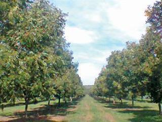 Growing a valuable pecan nut orchard