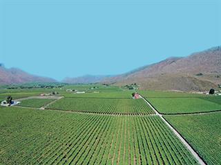 Table grape farmer increases turnover by 900% Table grape farmer increases turnover by 900%