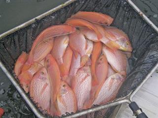 SA aquaculture success lies with government