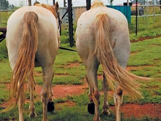 Dealing with IR and laminitis Dealing with IR and laminitis