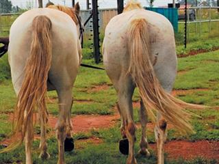 Dealing with IR and laminitis