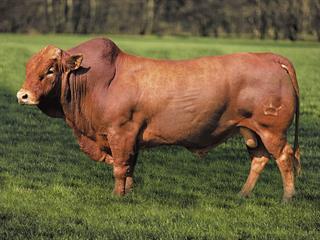 Grassfields Beef Africa Droughtmaster Sale Grassfields Beef Africa Droughtmaster Sale