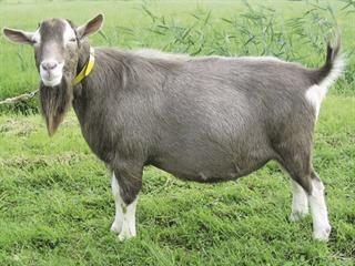 Know your goat breeds: The Toggenburg