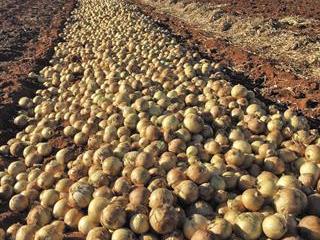 Combining tunnels, nets and open-air farming for diversified vegetable production Combining tunnels, nets and open-air farming for diversified vegetable production