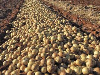 Combining tunnels, nets and open-air farming for diversified vegetable production