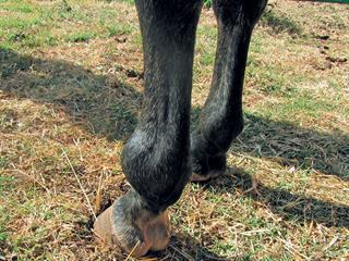 Osteoarthritis in the fetlock Osteoarthritis in the fetlock