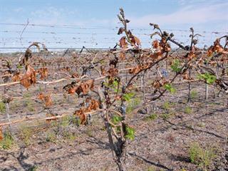 Frost devastates Orange River grape farmers