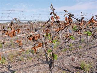 Frost devastates Orange River grape farmers Frost devastates Orange River grape farmers