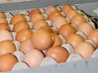 World Egg Day World Egg Day