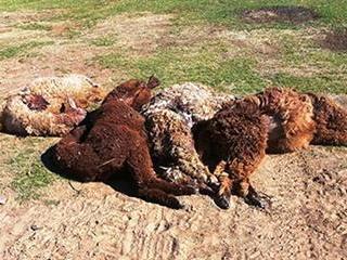 Alpacas beaten to death with a steel pipe
