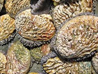 Abalone farming leads aquaculture growth in SA Abalone farming leads aquaculture growth in SA