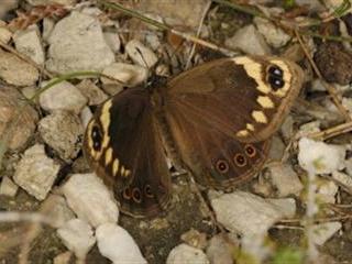 Monitoring ecosystem health through counting butterflies continues Monitoring ecosystem health through counting butterflies continues