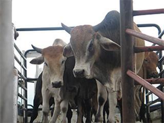 Alleged stock thief tries to sell brother’s cattle