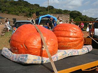 The biggest pumpkin of all