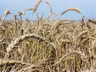 A dry start to Western Cape wheat season