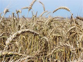 A dry start to Western Cape wheat season A dry start to Western Cape wheat season