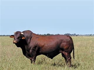 New beef cattle breed officially in South Africa