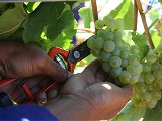 After slow start wine industry expects record harvest
