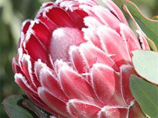 New joint marketing venture for fynbos farmers